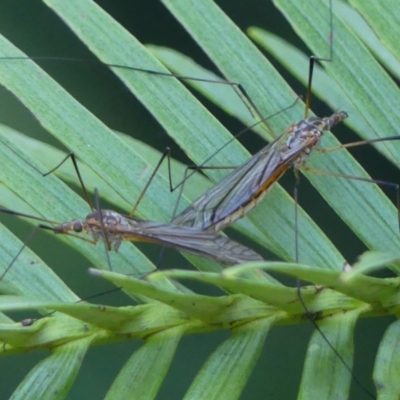 Gynoplistia sp. (genus) at Wingecarribee Local Government Area - 22 Oct 2023 by Curiosity