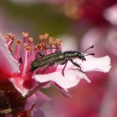 Eleale aspera (Clerid beetle) at Wingecarribee Local Government Area - 25 Oct 2023 by Curiosity