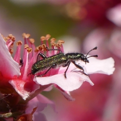 Eleale aspera (Clerid beetle) at Braemar - 25 Oct 2023 by Curiosity
