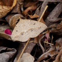 Taxeotis stereospila (Taxeotis stereospila) at Wingecarribee Local Government Area - 28 Oct 2023 by Curiosity