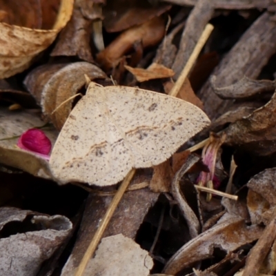 Taxeotis stereospila (Taxeotis stereospila) at Wingecarribee Local Government Area - 28 Oct 2023 by Curiosity