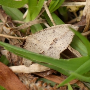 Taxeotis stereospila at Braemar, NSW - 28 Oct 2023