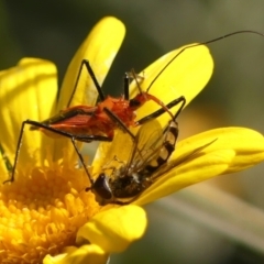 Gminatus australis (Orange assassin bug) at Braemar - 28 Oct 2023 by Curiosity