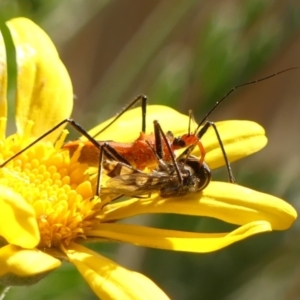 Gminatus australis at Braemar, NSW - 28 Oct 2023