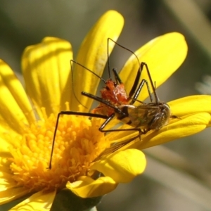 Gminatus australis at Braemar, NSW - 28 Oct 2023