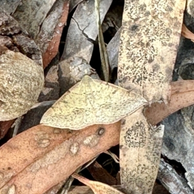 Taxeotis stereospila (Oval-spot Taxeotis (Oenochrominae)) at Aranda, ACT - 29 Oct 2023 by KMcCue