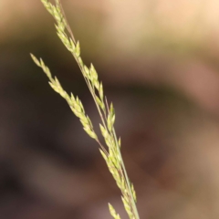 Poa sp. CNM1 (under review, formerly Poa meionectes) (Snow Grass) at Bruce Ridge to Gossan Hill - 28 Oct 2023 by ConBoekel