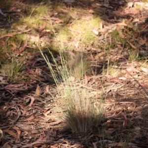 Poa sp. CNM1 (under review, formerly Poa meionectes) at Bruce Ridge - 29 Oct 2023 09:29 AM