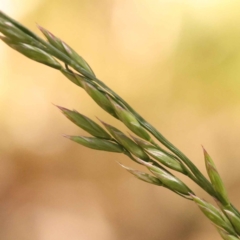 Lolium arundinaceum (Tall Fescue) at Bruce, ACT - 29 Oct 2023 by ConBoekel