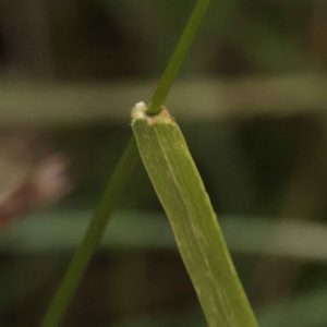 Lolium arundinaceum at Bruce, ACT - 29 Oct 2023