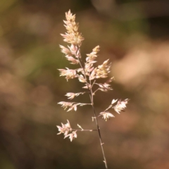 Holcus lanatus (Yorkshire Fog) at Bruce Ridge to Gossan Hill - 28 Oct 2023 by ConBoekel