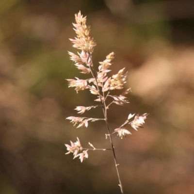 Holcus lanatus (Yorkshire Fog) at Bruce Ridge - 28 Oct 2023 by ConBoekel