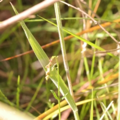 Holcus lanatus at Bruce, ACT - 29 Oct 2023