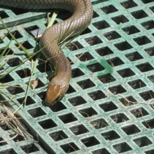 Pseudonaja textilis at Fyshwick, ACT - 28 Oct 2023 01:46 PM