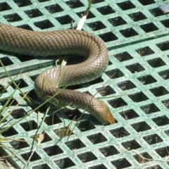 Pseudonaja textilis at Fyshwick, ACT - 28 Oct 2023 01:46 PM