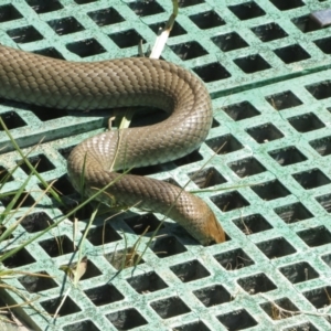 Pseudonaja textilis at Fyshwick, ACT - 28 Oct 2023