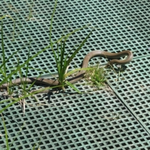 Pseudonaja textilis at Fyshwick, ACT - 28 Oct 2023 01:46 PM