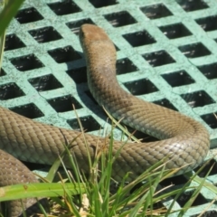 Pseudonaja textilis at Fyshwick, ACT - 28 Oct 2023 01:46 PM