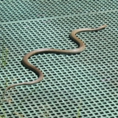 Pseudonaja textilis at Fyshwick, ACT - 28 Oct 2023 01:46 PM