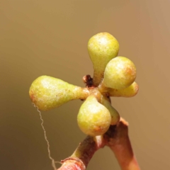 Eucalyptus dives (Broad-leaved Peppermint) at Bruce Ridge to Gossan Hill - 28 Oct 2023 by ConBoekel