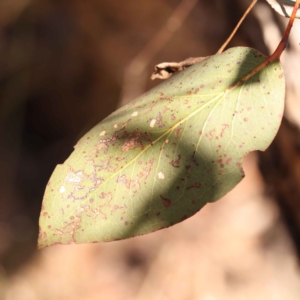 Eucalyptus dives at Bruce, ACT - 29 Oct 2023