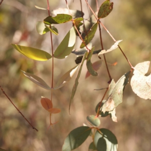 Eucalyptus dives at Bruce, ACT - 29 Oct 2023 10:56 AM