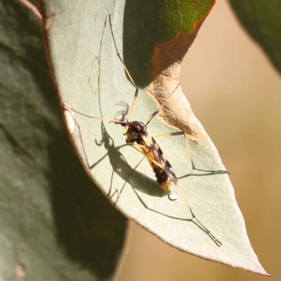 Gynoplistia (Gynoplistia) bella (A crane fly) at Bruce, ACT - 28 Oct 2023 by ConBoekel