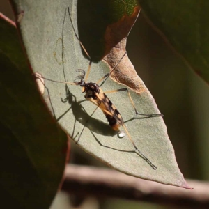 Gynoplistia (Gynoplistia) bella at Bruce, ACT - 29 Oct 2023