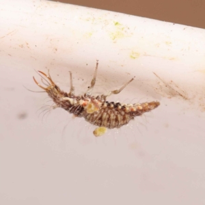 Chrysopidae (family) at Bruce, ACT - 29 Oct 2023 10:32 AM