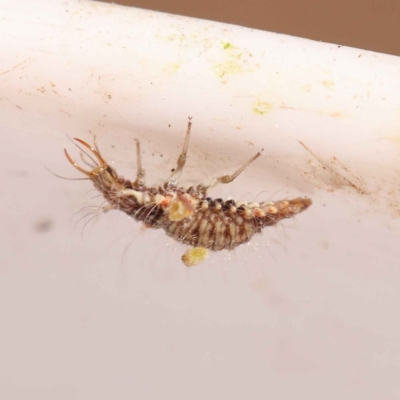 Chrysopidae (family) (Unidentified Green lacewing) at Bruce, ACT - 28 Oct 2023 by ConBoekel