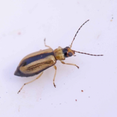 Monolepta froggatti (Leaf beetle) at Bruce Ridge - 28 Oct 2023 by ConBoekel