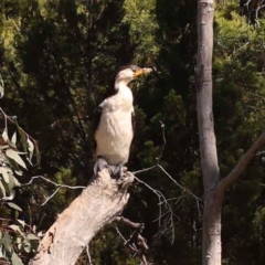 Microcarbo melanoleucos (Little Pied Cormorant) at Bruce, ACT - 29 Oct 2023 by ConBoekel