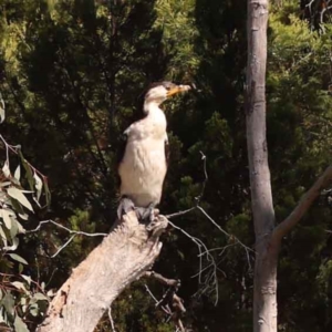 Microcarbo melanoleucos at Bruce, ACT - 29 Oct 2023 10:29 AM