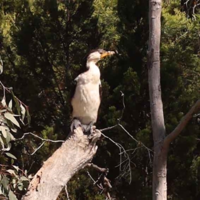 Microcarbo melanoleucos (Little Pied Cormorant) at Bruce, ACT - 29 Oct 2023 by ConBoekel