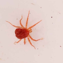 Acari (informal subclass) (Unidentified mite) at Bruce, ACT - 29 Oct 2023 by ConBoekel