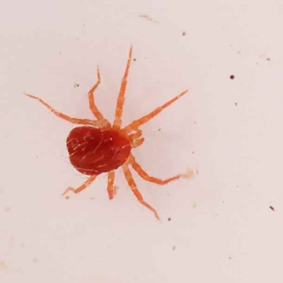 Acari (informal subclass) (Unidentified mite) at Bruce, ACT - 28 Oct 2023 by ConBoekel