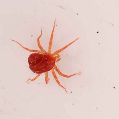 Acari (informal subclass) (Unidentified mite) at Bruce Ridge to Gossan Hill - 28 Oct 2023 by ConBoekel