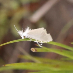 Tipanaea patulella (The White Crambid moth) at Bruce, ACT - 29 Oct 2023 by ConBoekel