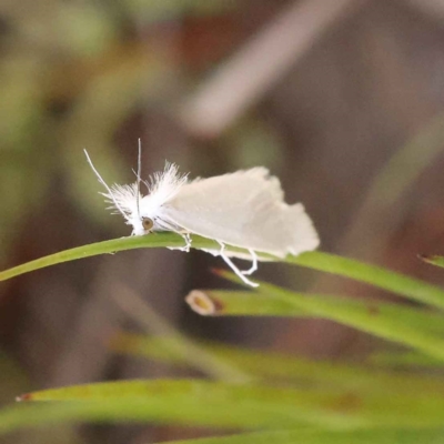 Tipanaea patulella (A Crambid moth) at Bruce Ridge - 29 Oct 2023 by ConBoekel