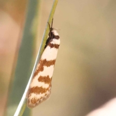 Philobota impletella Group (A concealer moth) at Bruce Ridge to Gossan Hill - 28 Oct 2023 by ConBoekel
