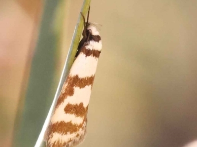 Philobota impletella Group (A concealer moth) at Bruce, ACT - 29 Oct 2023 by ConBoekel