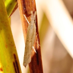 Culladia cuneiferellus (Crambinae moth) at Bruce, ACT - 28 Oct 2023 by ConBoekel