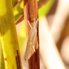 Culladia cuneiferellus at Bruce, ACT - 29 Oct 2023 10:19 AM