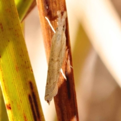 Culladia cuneiferellus at Bruce, ACT - 29 Oct 2023 10:19 AM