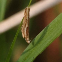 Eutorna tricasis (A Depressariid moth) at Bruce, ACT - 29 Oct 2023 by ConBoekel