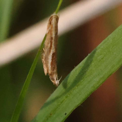 Eutorna tricasis (A Depressariid moth) at Bruce Ridge - 28 Oct 2023 by ConBoekel