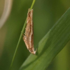 Eutorna tricasis at Bruce, ACT - 29 Oct 2023 09:34 AM