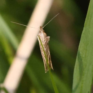 Eutorna tricasis at Bruce, ACT - 29 Oct 2023 09:34 AM