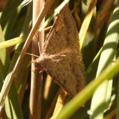 Taxeotis stereospila (Oval-spot Taxeotis (Oenochrominae)) at Bruce, ACT - 29 Oct 2023 by ConBoekel