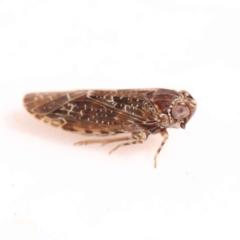 Plectoderini (tribe) (Planthopper) at Bruce, ACT - 29 Oct 2023 by ConBoekel